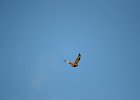 Ruigpootbuizerd (roughlegged buzzard) (Buteo lagopus) - Khogno khan 11-08-2016 (1)